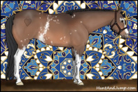 Horse Color:White Spotted Bay 