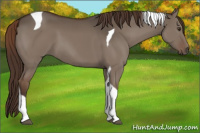 Horse Color:Liver Red Dun Tobiano