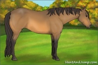 Horse Color:Buckskin 