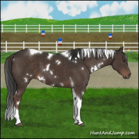 Horse Color:White Spotted Liver Chestnut Tobiano 