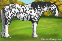 Horse Color:Black Splash Appaloosa 