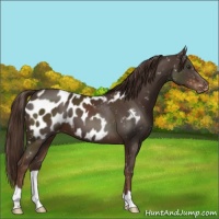 Horse Color:Liver Chestnut Appaloosa 