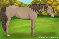 Horse Color:Classic Champagne 