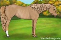 Horse Color:Chestnut Rabicano 
