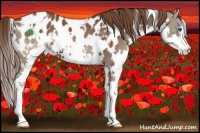 Horse Color:White Spotted Liver Chestnut Splash Appaloosa 