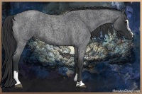 Horse Color:Blue Roan Sabino 