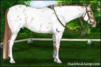 Horse Color:White Spotted Red Dun Near Leopard 