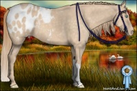 Horse Color:Perlino Appaloosa 