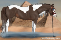 Horse Color:Liver Chestnut Splash Tobiano 