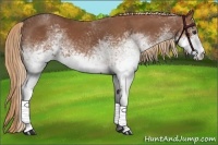 Horse Color:White Spotted Chestnut 