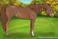 Horse Color:Chestnut Sabino 