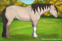 Horse Color:Amber Champagne Dun 