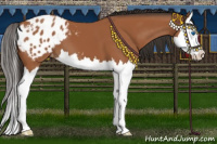 Horse Color:Bay Splash Appaloosa 