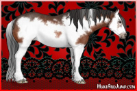 Horse Color:Bay Splash Frame Rabicano 