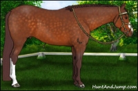 Horse Color:Chocolate Buckskin 