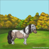 Horse Color:Brown Roan Dun Tobiano Appaloosa
