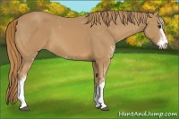 Horse Color:Chestnut Sabino