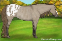 Horse Color:Smoky Grullo Blanket Rabicano 