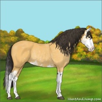 Horse Color:Buckskin Splash Rabicano 