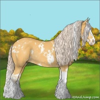 Horse Color:White Spotted Palomino Splash Rabicano 