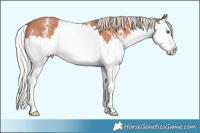 Horse Color:Silver Bay Sabino Splash