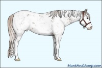 Horse Color:Silver Black Sabino Appaloosa Rabicano