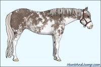Horse Color:Silver Black Sabino