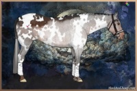 Horse Color:White Spotted Liver Chestnut 
