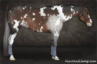 Horse Color:White Spotted Liver Chestnut Sabino 