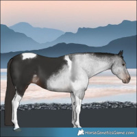 Horse Color:Liver Chestnut Tobiano 