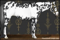 Horse Color:Black Frame Appaloosa