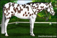 Horse Color:Brown Splash Appaloosa 