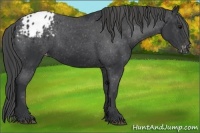 Horse Color:Black Appaloosa Rabicano