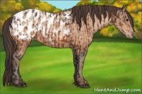Horse Color:Bay Appaloosa and Amber Champagne Appaloosa