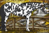 Horse Color:Black Near Leopard 