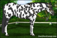 Horse Color:Black Near Leopard 