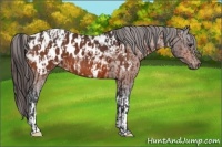 Horse Color:Bay Near Leopard and Bay Near Leopard