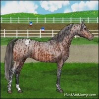 Horse Color:Bay Appaloosa  and Bay Appaloosa 