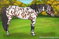 Horse Color:Bay Appaloosa  and Bay Appaloosa Rabicano 