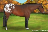 Horse Color:Bay Appaloosa and Bay Appaloosa