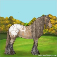 Horse Color:Buckskin Blanket  and Buckskin Blanket 