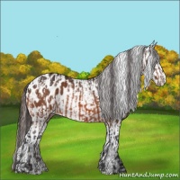 Horse Color:Bay Appaloosa  and Bay Splash Appaloosa 