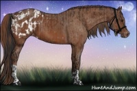 Horse Color:Bay Appaloosa  and Chestnut Appaloosa 