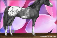 Horse Color:White Spotted Blue Roan Splash Frame Appaloosa 