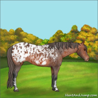 Horse Color:Bay Appaloosa  and Bay Appaloosa 