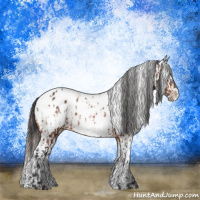 Horse Color:Bay Appaloosa  and Gray Bay Appaloosa 