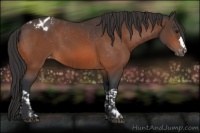 Horse Color:Bay Appaloosa  and Bay Appaloosa 