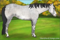 Horse Color:Blue Onyx Ice Roan Frame