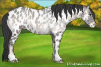Horse Color:Blue Onyx Ice Appaloosa