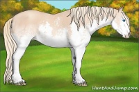 Horse Color:White Spotted Gold Champagne Splash 